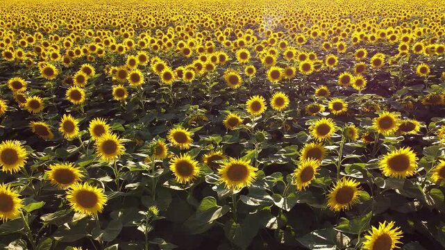 golden sunflower field
