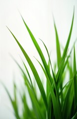 Fresh vibrant green grass blades close up. Springtime nature background isolated on white. Lush springtime plant. Natural color palette. Spring season.