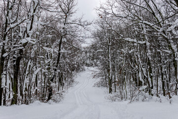 A trail leads through freshly fallen snow at High Point State Park, NJ, copy text space