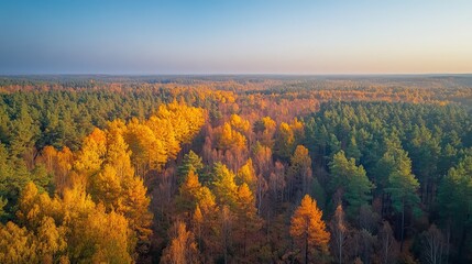Fototapeta premium sunny forest in autumn with vibrant fall foliage, golden leaves, and a peaceful forest path, showcasing nature's beauty and seasonal change under bright sunlight and clear sky
