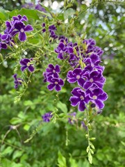 Golden Dewdrop flower