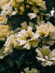 Obraz premium Flowers in the garden