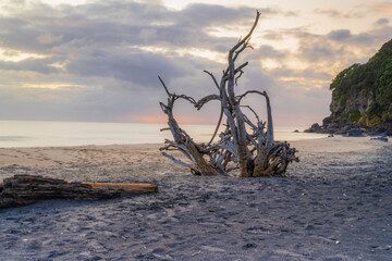 Hart tree on the beach