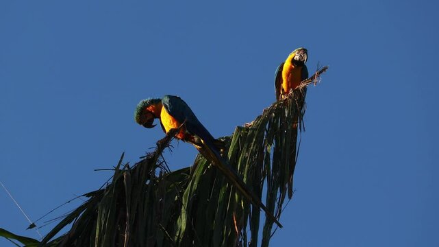 arara canind&eacute; na cidade de Alto Paraiso de Goi&aacute;s, regi&atilde;o da Chapada dos Veadeiros, Estado de Goi&aacute;s, Brasil