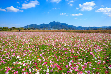 金峰山とコスモス
