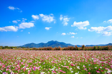 金峰山とコスモス
