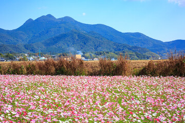 Fototapeta premium 金峰山とコスモス 