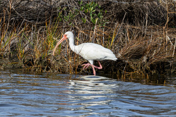 White Ibis Bird wading in the Water at the Pea Island National Wildlife Refuge