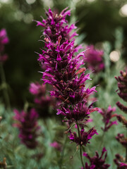 Purple flowers in the garden