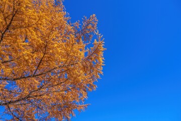 青空バックに見上げるちょうど見頃のカラマツの黄葉情景