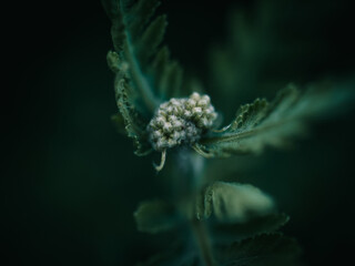 Green plant