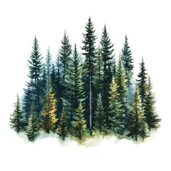 Watercolor Illustration of a Lush Evergreen Forest with Tall Trees Isolated on Transparent Background