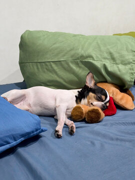 Cute Chihuahua Sleeping Peacefully on Cozy Bed