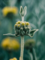 Close up of a flower