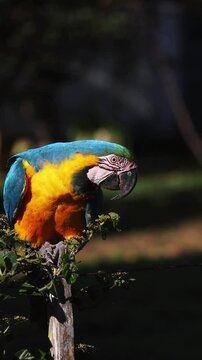 arara canind&eacute; na cidade de Alto Paraiso de Goi&aacute;s, regi&atilde;o da Chapada dos Veadeiros, Estado de Goi&aacute;s, Brasil