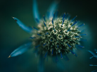 Close up of a flower