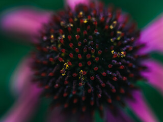 Coneflower