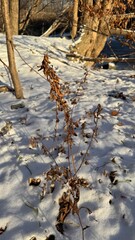 autumn leaves in the snow