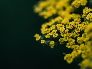 Close up of a yellow flower