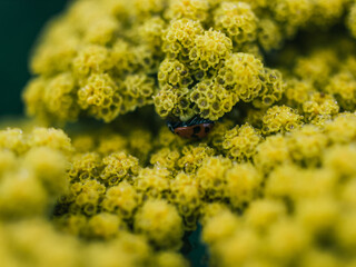 Close up of a yellow flower