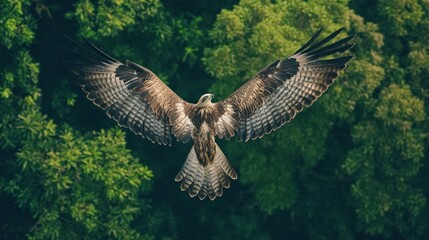 Fototapeta premium A hawk soaring gracefully over a lush green landscape.