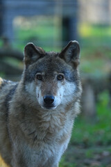 Portrait of a Eurasian grey wolf.