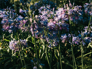 Obraz premium agapanthus flower