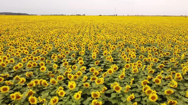 field of sunflowers