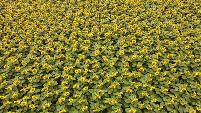sunflowers field