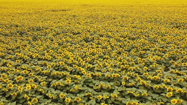 field of sunflowers