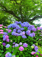 初夏の公園に咲くカラフルな紫陽花