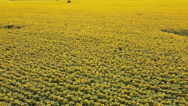 field of sunflowers