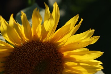 A sunflower with golden petals illuminated by sunlight.