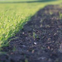 A transition between grass and soil in an agricultural setting.