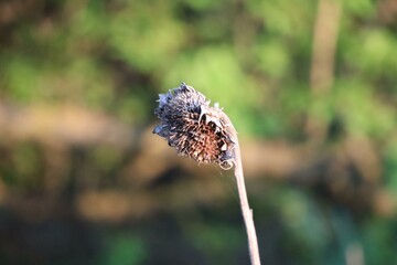 A dried flower head standing in an open field.