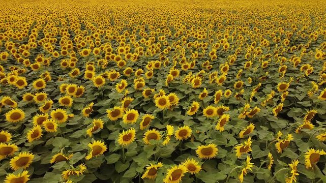 field of sunflowers
