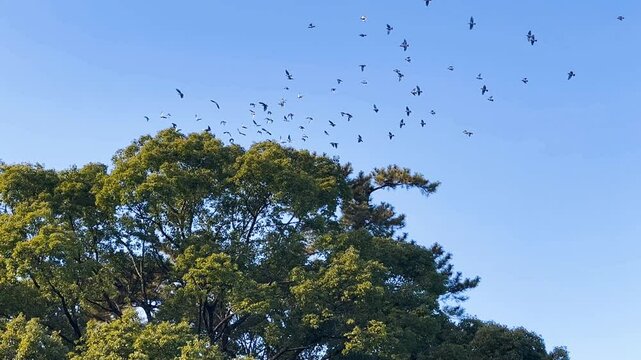寒川神社の森と羽ばたく鳥の群れ