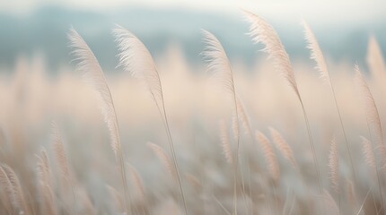 Fototapeta premium Serene field of soft feather grass swaying gently in a pastel breeze evoking tranquility and nature's beauty with an ethereal atmosphere, perfect for relaxation, mindfulness, and peaceful inspiration 