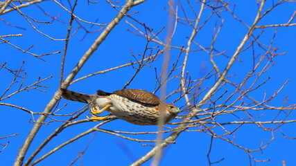 Red shouldered hawk inflight among tree limbs against blue sky. 