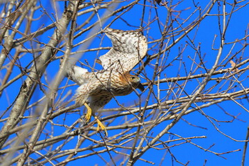 Red shouldered hawk inflight among tree limbs against blue sky. 