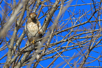 Red shouldered hawk perched in tree on sunny winter day against blue sky. 