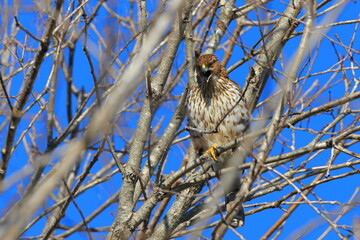 Red shouldered hawk perched in tree on sunny winter day against blue sky. 