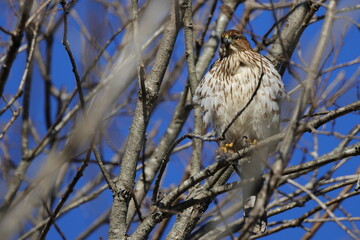 Red shouldered hawk perched in tree on sunny winter day against blue sky. 
