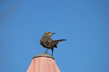 Mockingbird proudly perched atop umbrella against blue sky. 