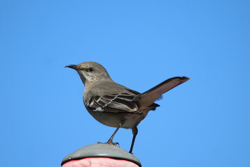 Mockingbird proudly perched atop umbrella against blue sky. 