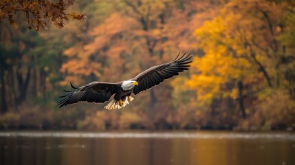 Obraz premium A majestic eagle soaring over a tranquil lake surrounded by autumn foliage.