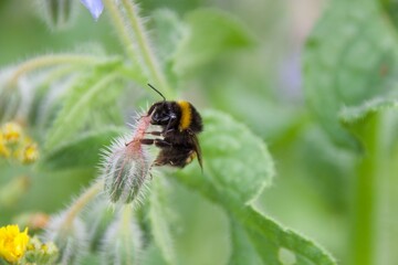 A bumblebee gathering nectar from a vibrant purple lavender flower, set against a soft green and purple blurred background, showcasing the beauty of pollination.