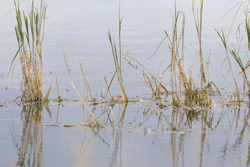 Reeds of grass rising out of a pond with reflections
