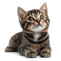 Obraz premium Cute tabby kitten looking up, white background, pet adoption.