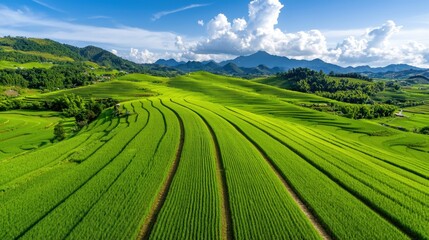 Fototapeta premium The neatly terraced fields stretching across hills create a picturesque landscape that is both serene and captivating.